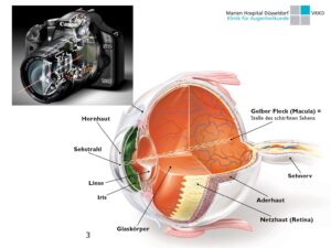 Der Aufbau eines Auges im Vergleich zu einer Fotokamera